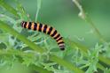 Tyria jacobaeae (Cinnabar) caterpillar.JPG